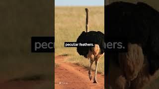 Top 3 Weird facts about Emus | Yagami Facts #shortsviral #emus #animalfacts