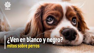 ¿Ven en blanco y negro? Conoce los mitos acerca de los perros