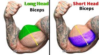 TOP 6 BICEPS LONG HEAD, SHORT HEAD, BRACHIALIS WORKOUT | Get Fit Now