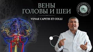 Вены головы и шеи / VENAE CAPITIS ET COLLI