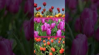 The Science Behind the Vibrant Colors of Tulips #shots