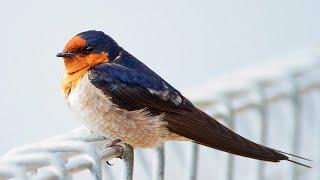 Swallows (Hirundo rustica)