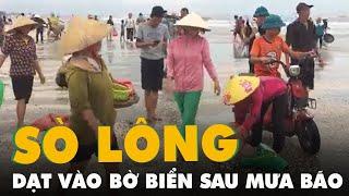 Sò lông dạt vào bờ biển sau mưa bão, hàng ngàn người thi nhau nhặt