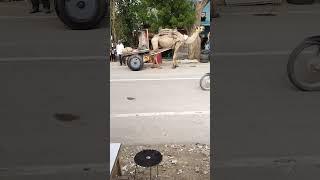 deshi / #deshivideo / #camelgadi / #camel / kemalvideo / / #utgadi / #tradingvideo