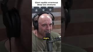 giant squids enormous deep sea creatures #podcast #viral #joerogan #mystery #squid #sea #ocean #fyp