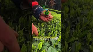 Kebun teh ini luar biasa 