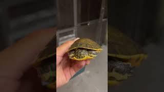 Western Chicken Turtle #turtle #turtlespecies