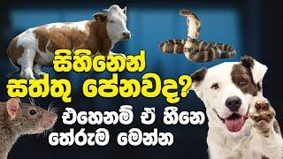 සිහිනෙන් සතුන් දැකීම සහ එම සිහින වල තේරුම් | 50 Animals Dreams Meaning and Interpretation