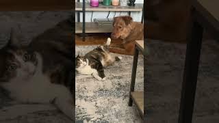 Cats and dogs are best friends