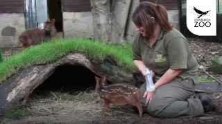 Keepers Step in to Hand Rear Little Pudu Fawn at Edinburgh Zoo