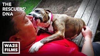 Abandoned Pit Bull Dog Only Wants Kisses & Hugs | The Rescuers DNA