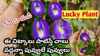 శంకు పూల మొక్కని పెంచడం చాలా సులభం #how | Aparajita Plant in Telugu @mokkalathomanam #summer #plants