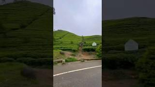 “Exploring the misty charm of Nuwara Eliya ️ #Wanderlust #NuwaraEliya #ytshorts  #viralvideo