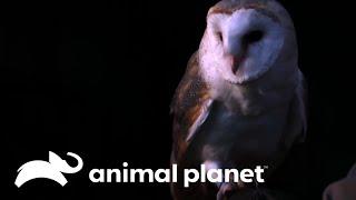 Desde a precisão da coruja até o polvo invisível | O Incrível Mundo Animal | Animal Planet Brasil