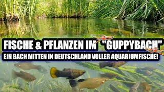 Ein Bach voller Aquariumfische!  erster Besuch am Geheimen Guppybach