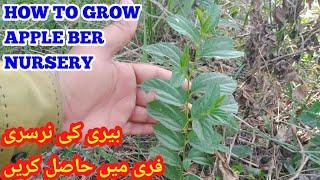 How To Grow Apple Ber Nursery || How To Graft Ber Tree