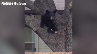 Black bear mother killed by resident while roaming Texas neighborhood with cub