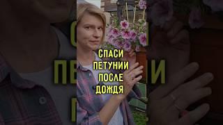 Баковая смесь для петуний