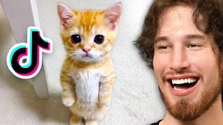 Best Cat Videos on the Internet