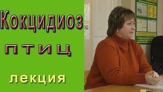 Кокцидиоз или эймериоз что это, как лечить?