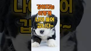 “강아지는 이렇게 나이 들어갑니다” #강아지 #반려견 #puppy #강아지 #반려견 #댕댕이