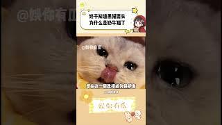 小小的躯体，却把其他猫咪紧紧守护在身后#猫  #虐猫 #黑猫警长 #奶牛猫