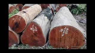 Uttarakhand Forest Corporation. Sal wood round logs.Mobile no.8445303859.