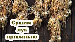 Особенности сушки репчатого лука. Как подготовить лук к длительному хранению?