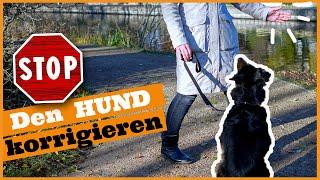 Hund korrigieren so gehts I Unerwünschtes Verhalten beim Hund richtig korrigieren