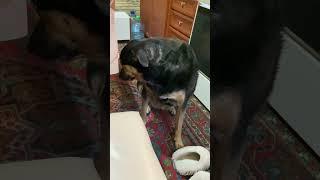 Оооочень умная Людмила Вадимовна #собака #любовь