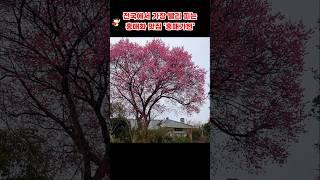 홍매화가 아름다운 순천 개방정원 紅梅佳軒 #홍매가헌 #순천 #탐매마을 #홍매화 #힐링 #감사 #꽃물 #김용빈