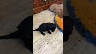 #shorts Teaching puppies to go to the toilet correctly. Приучаем щенков правильно ходить с туалет