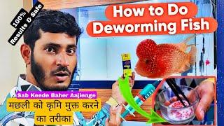 How to Deworm Flowerhorn fish? How to treat internal Parasite |Kamfa | Flowerhorn| Arowana | Turtles