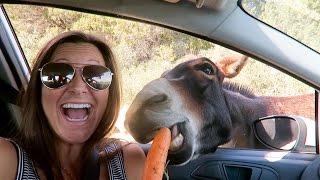 FEEDING WILD DONKEYS | North Cyprus