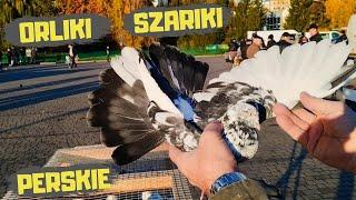 Giełda Zwierząt Lublin 02.11.2024 Gołębie Króliki Kury Koguty Kaczki Rybki Akwariowe Pigeon Pigeons