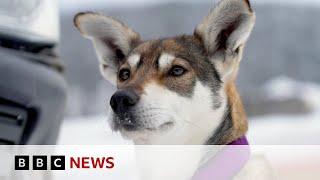 Canada’s 450-mile dog race through its frozen north - BBC News