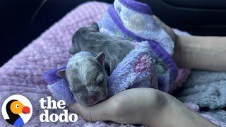 Watch These TINY Frenchies Turn Into Chaotic Potatoes | The Dodo