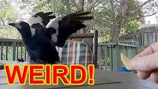 Australian Magpies in ULTRA Slow Motion