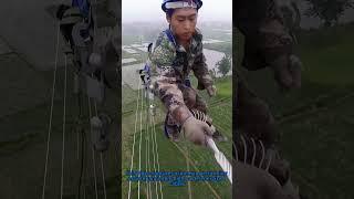 Power Line Balance: De-Energized Cable Work Mastery