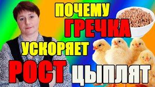 Кормление бройлерных цыплят. Как гречка влияет на цыплят.