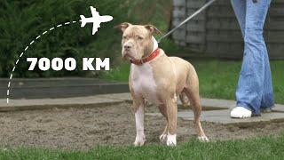 American Staff Dangerous? 7000 km to save your dog and break stereotypes!