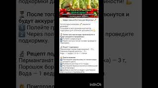 как увеличить рост моркови?