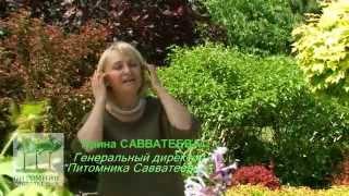 Питомник Савватеевых
