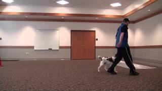 Hunter (Brittany Spaniel) Boot Camp Dog Training Video