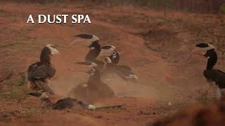 Dirty Dancing: Malabar Pied Hornbills and their Winter Dust Spa