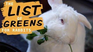 Leafy Greens for Rabbits (and what NOT to give them)