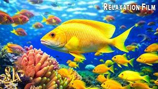 Aquarium 8K VIDEO (ULTRA HD)  Beautiful Coral Reef Fish - Relaxing Sleep Meditation Music