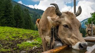 Say Cheese - Alpine time in Switzerland - the origin of Alpine cheese