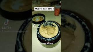 Muskrat musk parte 1