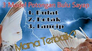 3 Model Potongan Bulu Sayap Merpati Tinggian "MANA TERBAIK"?? #merpatitinggian #merpatitomprang